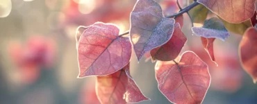 bougainvillier