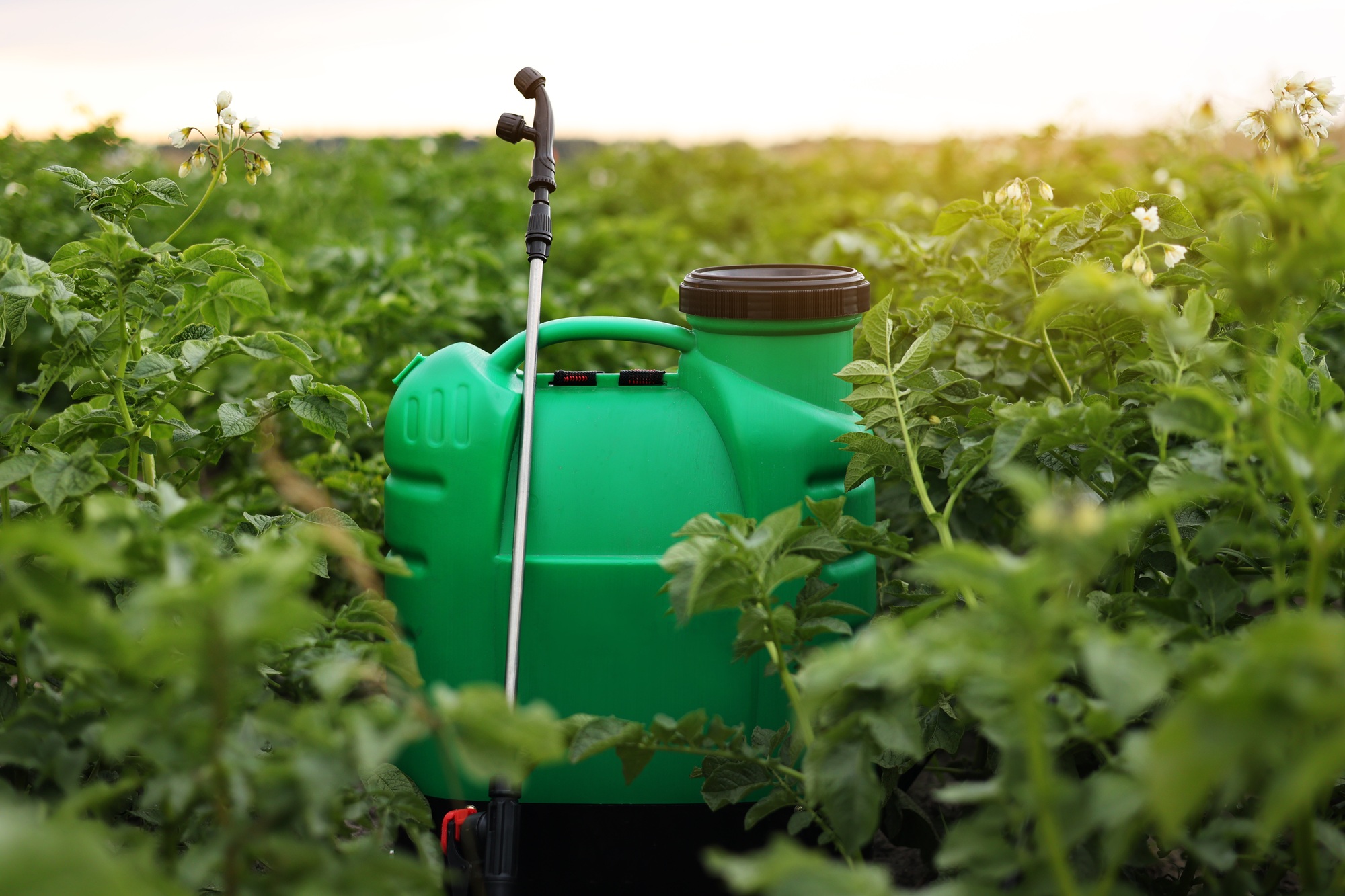 Plastic green backpack container sprayer with liquid of pesticide, herbicide for protecting plan
