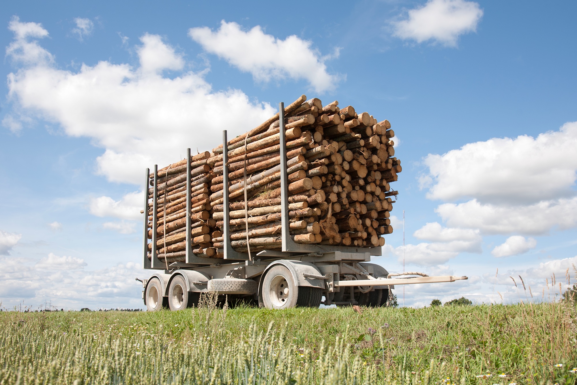 Trailer Full of Timber