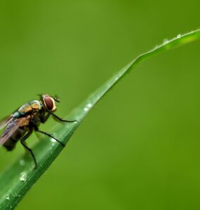 A fly perching on the grass blade