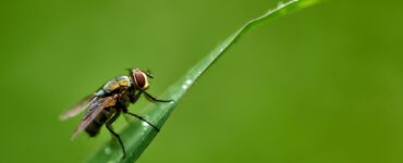 A fly perching on the grass blade