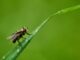 A fly perching on the grass blade
