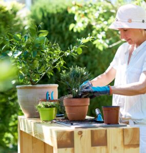 Woman potting oleander at table in garden