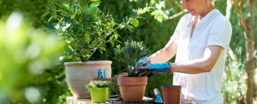 Woman potting oleander at table in garden