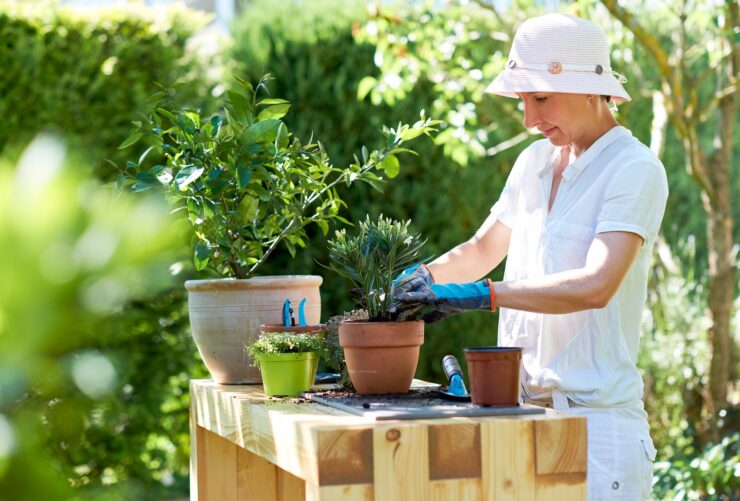 Woman potting oleander at table in garden