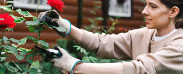 façon tailler des rosiers