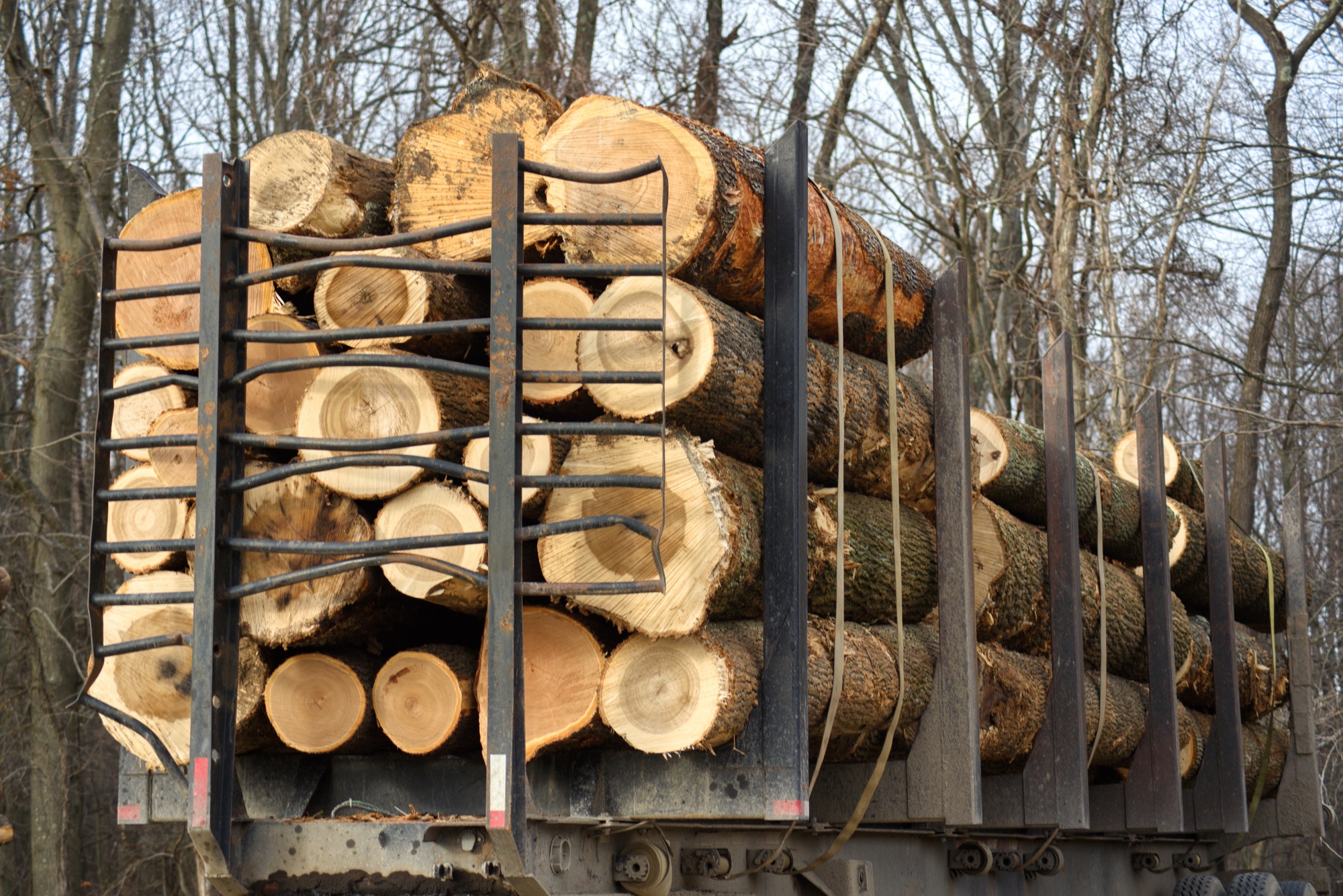 Logs in a truck in the winter forest ready to be brought to the nearby lumber mill
