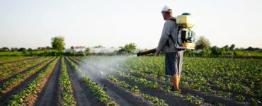 tuer les mauvaises herbes