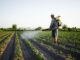 tuer les mauvaises herbes