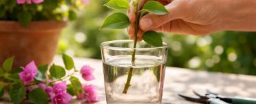 découvrez nos conseils d'experts pour réussir le bouturage du bougainvillier dans l'eau et profitez d'une multiplication efficace et simple de vos plantes.
