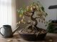 découvrez comment identifier les signes de stress chez un bonsaï qui perd ses feuilles et apprenez à prendre soin de votre arbre pour qu'il reste en bonne santé.
