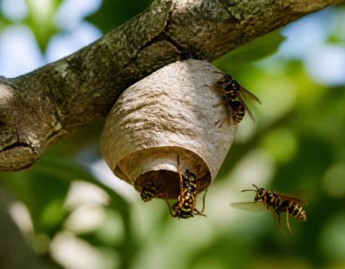 découvrez comment identifier les premiers signes d'un nid de frelon européen et les meilleures méthodes pour vous protéger efficacement.