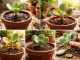 découvrez les erreurs courantes à éviter lors de la bouture du cotyledon orbiculata pour réussir la multiplication de cette plante succulente et favoriser sa croissance optimale.