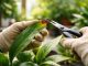 découvrez pourquoi il est important ou non de couper le bout des feuilles marron et les conseils essentiels que chaque horticulteur doit connaître pour entretenir ses plantes efficacement.