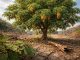 découvrez les principaux inconvénients de l'arbre savonnier et les défis liés à cette plante unique, pour mieux comprendre ses impacts et sa culture.