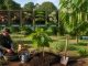 découvrez les étapes essentielles pour cultiver avec succès le catalpa de fruit, idéal pour les amateurs de jardinage souhaitant enrichir leur espace vert.