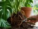 découvrez comment couper la racine de votre monstera peut stimuler sa croissance et favoriser une plante saine et épanouie.