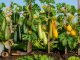 découvrez les meilleures variétés de courgettes idéales pour la culture verticale, optimisez votre espace et réussissez une récolte abondante et savoureuse.