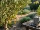 découvrez pourquoi votre olivier perd ses feuilles et comment agir grâce à notre guide complet destiné aux jardiniers inquiets. conseils pratiques et solutions efficaces pour préserver votre arbre.