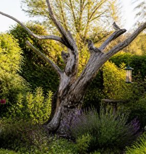 découvrez comment un cerisier mort peut transformer votre jardin en offrant de nouvelles possibilités de design paysager et en favorisant la biodiversité.