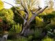 découvrez comment un cerisier mort peut transformer votre jardin en offrant de nouvelles possibilités de design paysager et en favorisant la biodiversité.